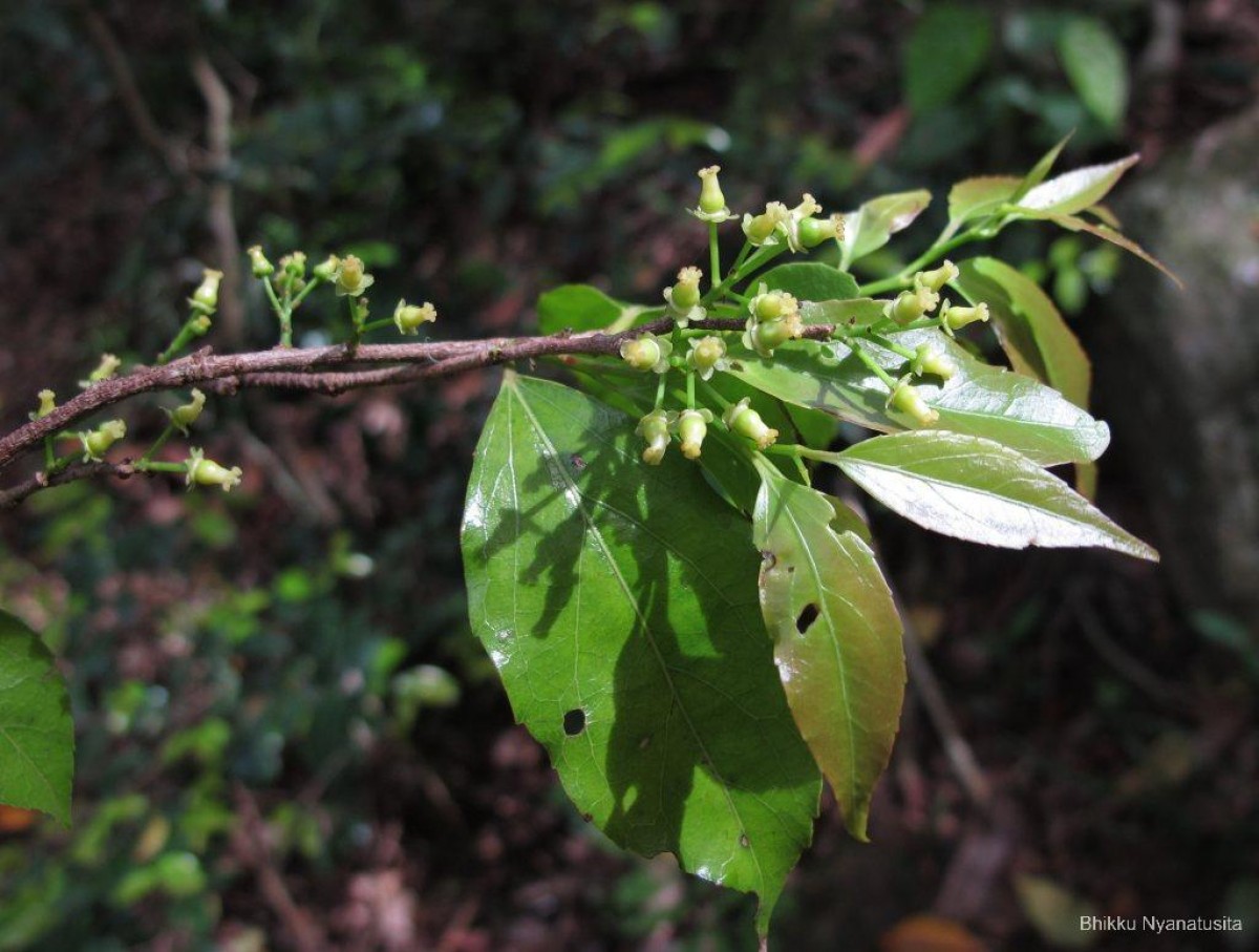 Flacourtia jangomas (Lour.) Raeusch.